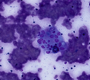 equine-cytology-image