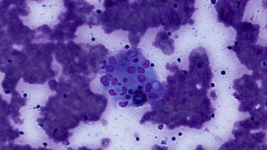 equine-cytology-image