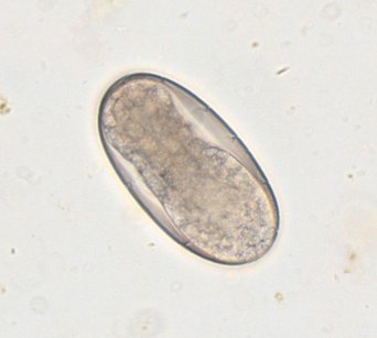 equine-fecal-image