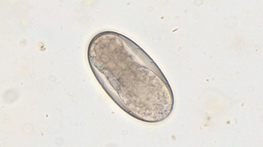 equine-fecal-image